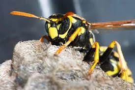 Hallam Residents' Guide to Preventing Pests: Tips and Tricks for a Pest-Free Home