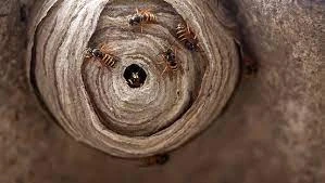 The Buzz on Wasp Removal: Protecting Your Family from Summertime Stings