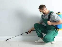 Understanding the Benefits of Regular Pest Inspections in Bacchus Marsh