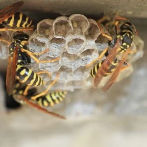 The Hidden Perils of Removing Wasps on Your Own: A North Parramatta Warning