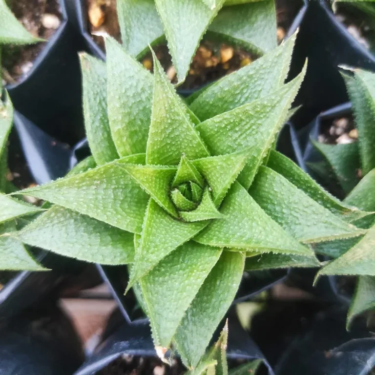 Home Gardening Made Simple: Avocado Trees & Blueberry Plants You’ll Love