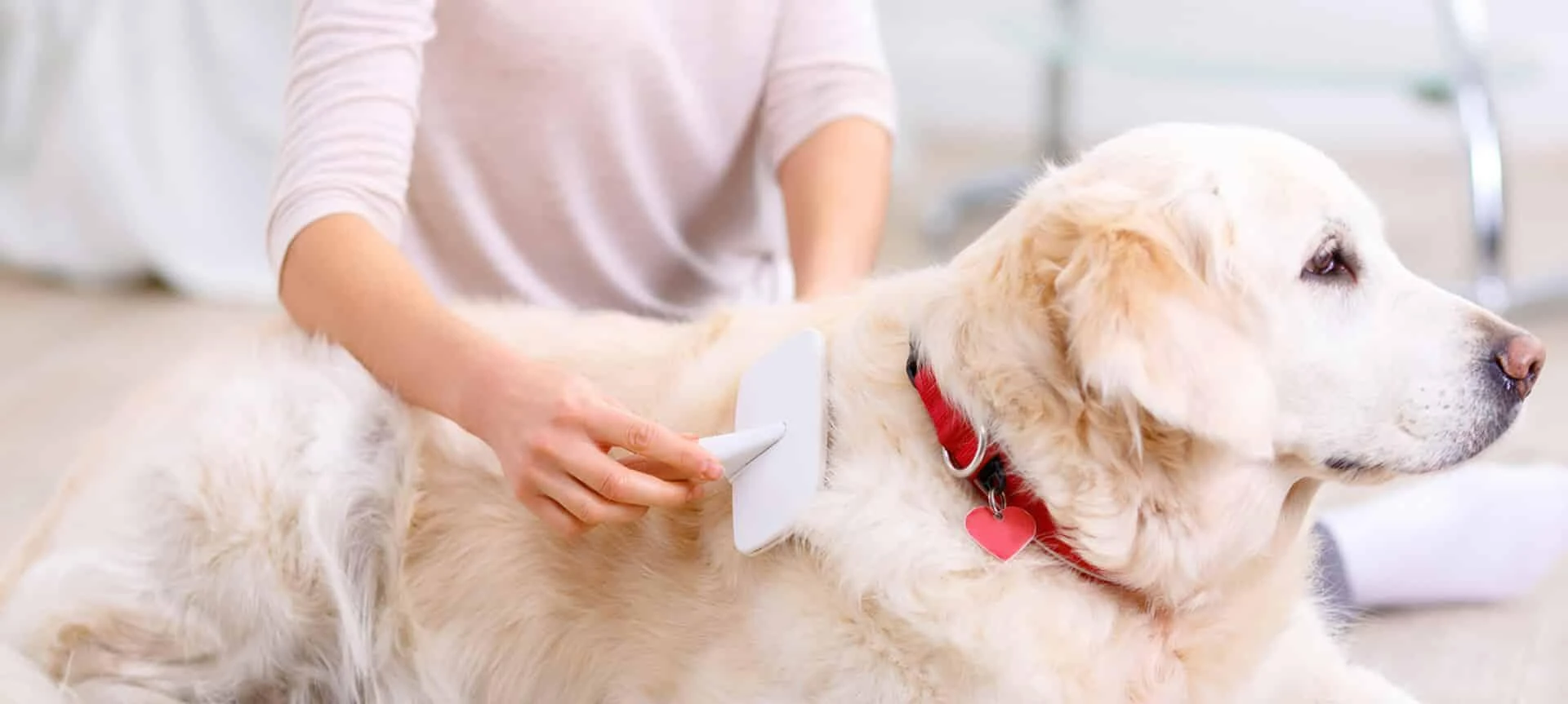 Dog Grooming Pearland: Premium Care for Your Pup at The Dog House Pet Salon