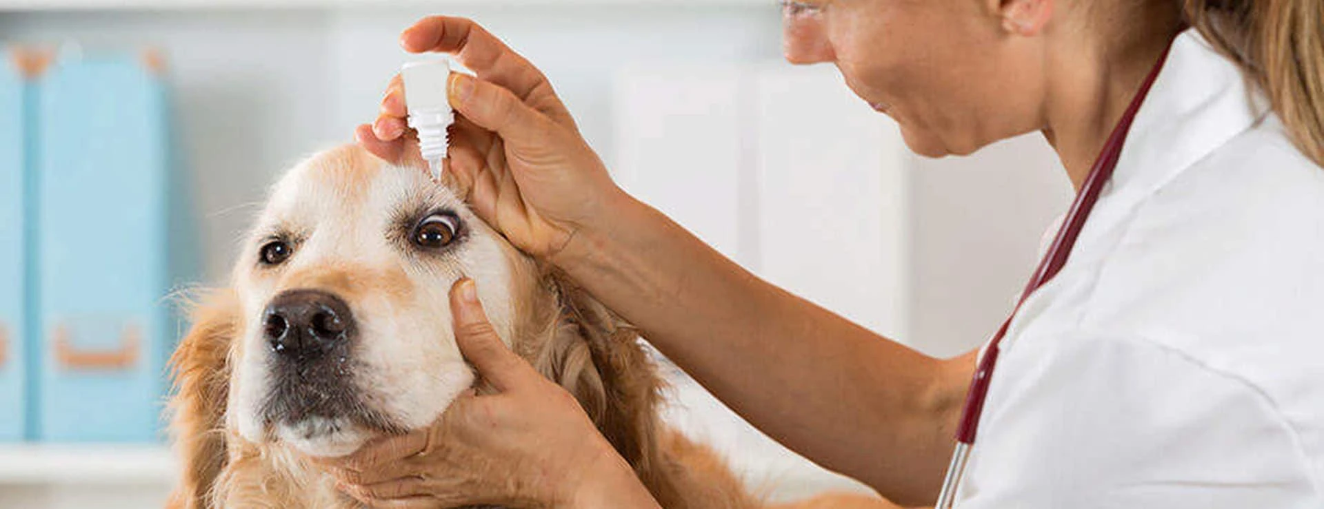 What Vaccinations Are Required for Dog Boarding? A Guide from The Dog House Pet Salon