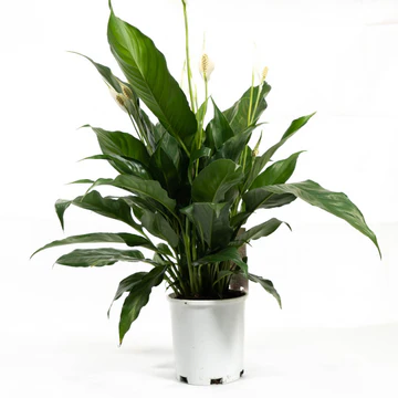 Indoor Plants Melbourne: Stylish Greenery for Every Space