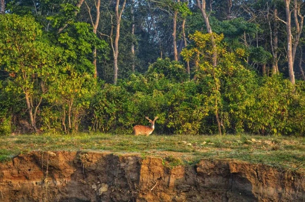 Ultimate Nepal Wildlife Tour – Jungle Safari & Nature