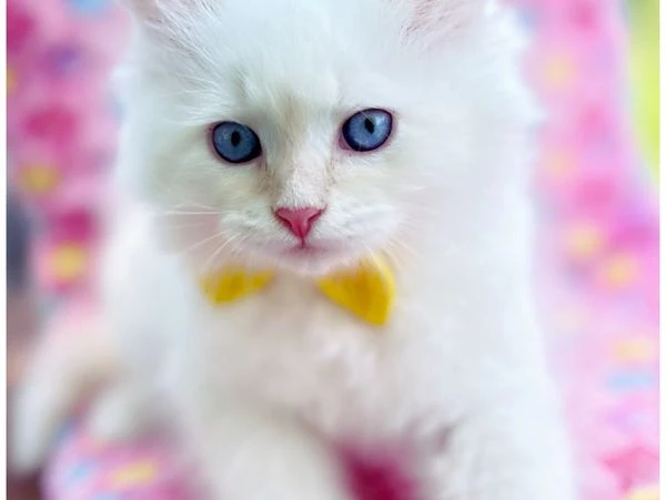 Why Is the Neva Masquerade the Perfect Family-Friendly Kitty?