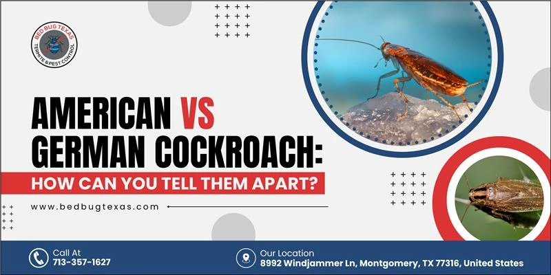 American vs German Cockroach: How Can You Tell Them Apart?