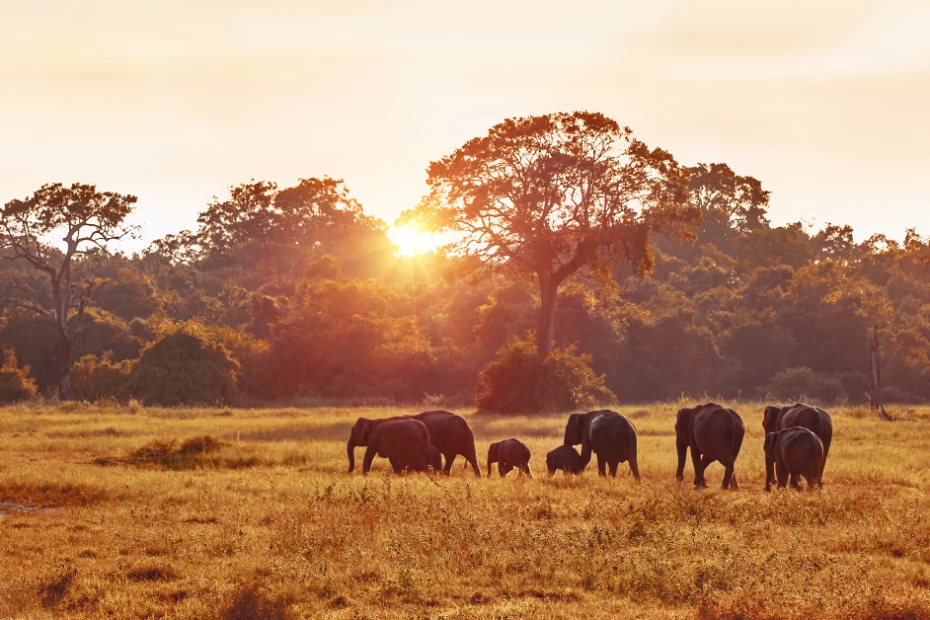 Planning a Kosher Safari? What to Know Before You Travel