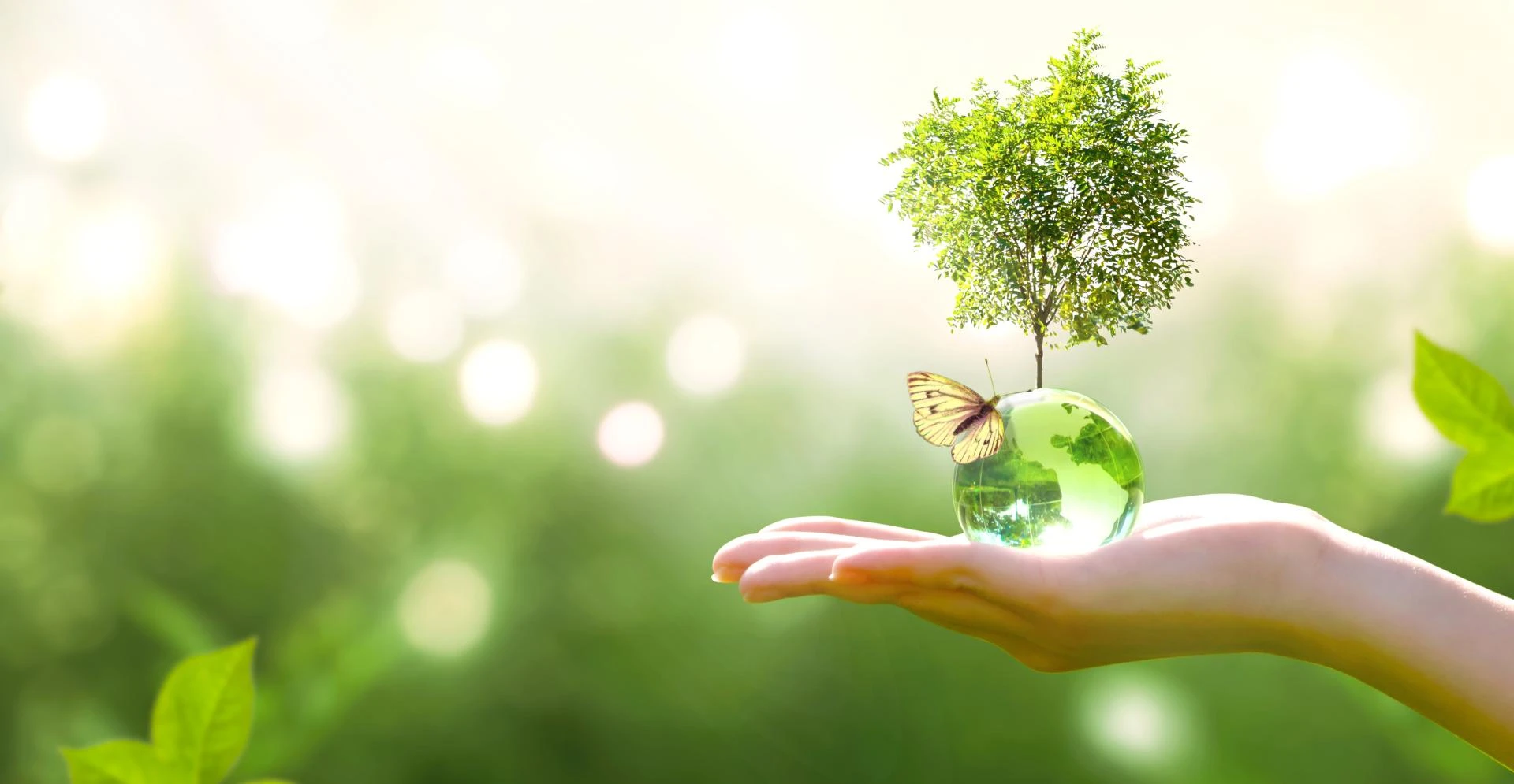 How Environmental Consultancy Supports Green Business Practices