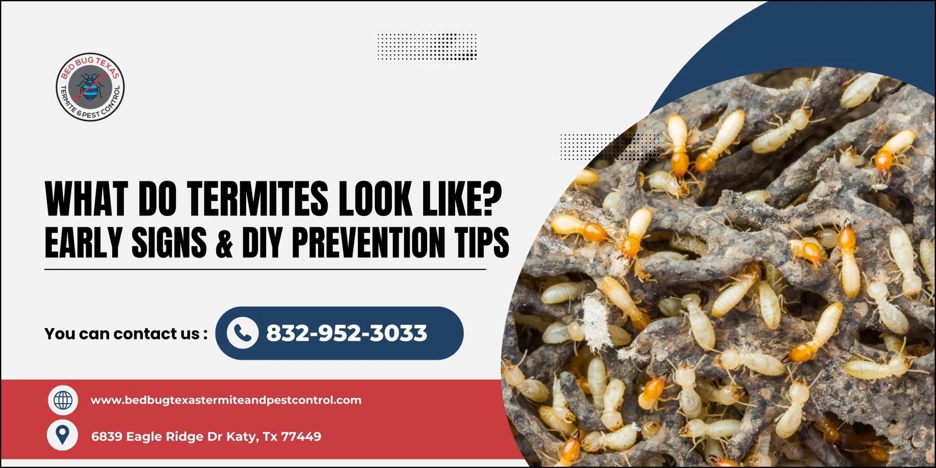 What Do Termites Look Like? Early Signs & DIY Prevention Tips