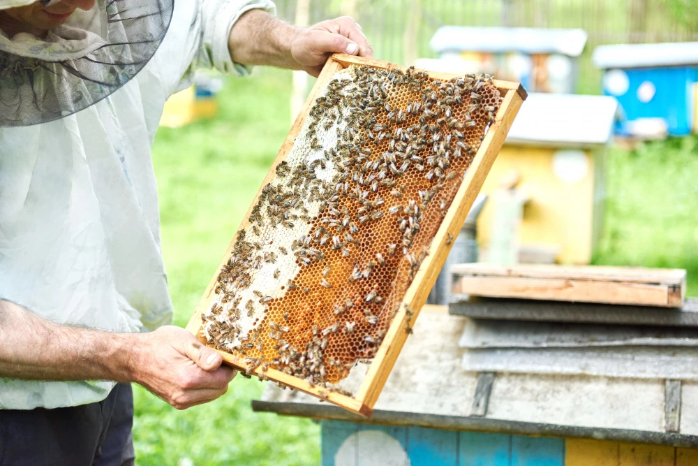 Common Mistakes to Avoid During Bee Removals