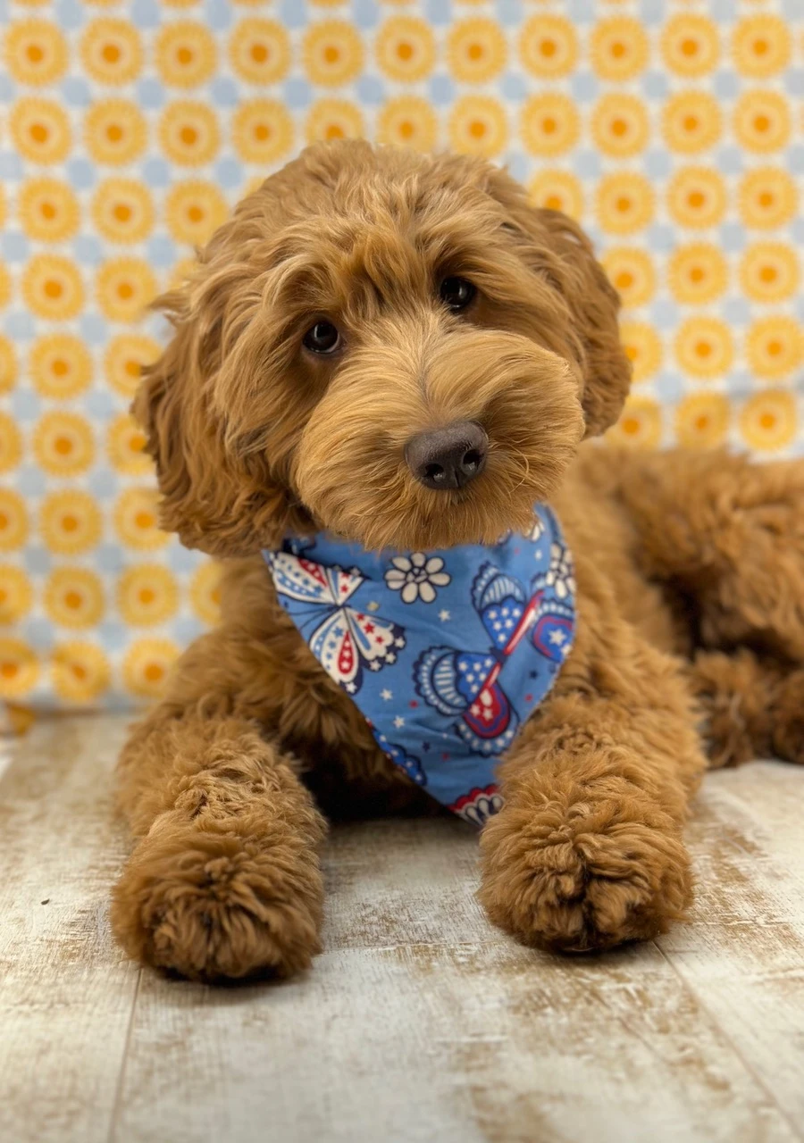 Why Mini Australian Labradoodle Puppies Are Winning Hearts Everywhere