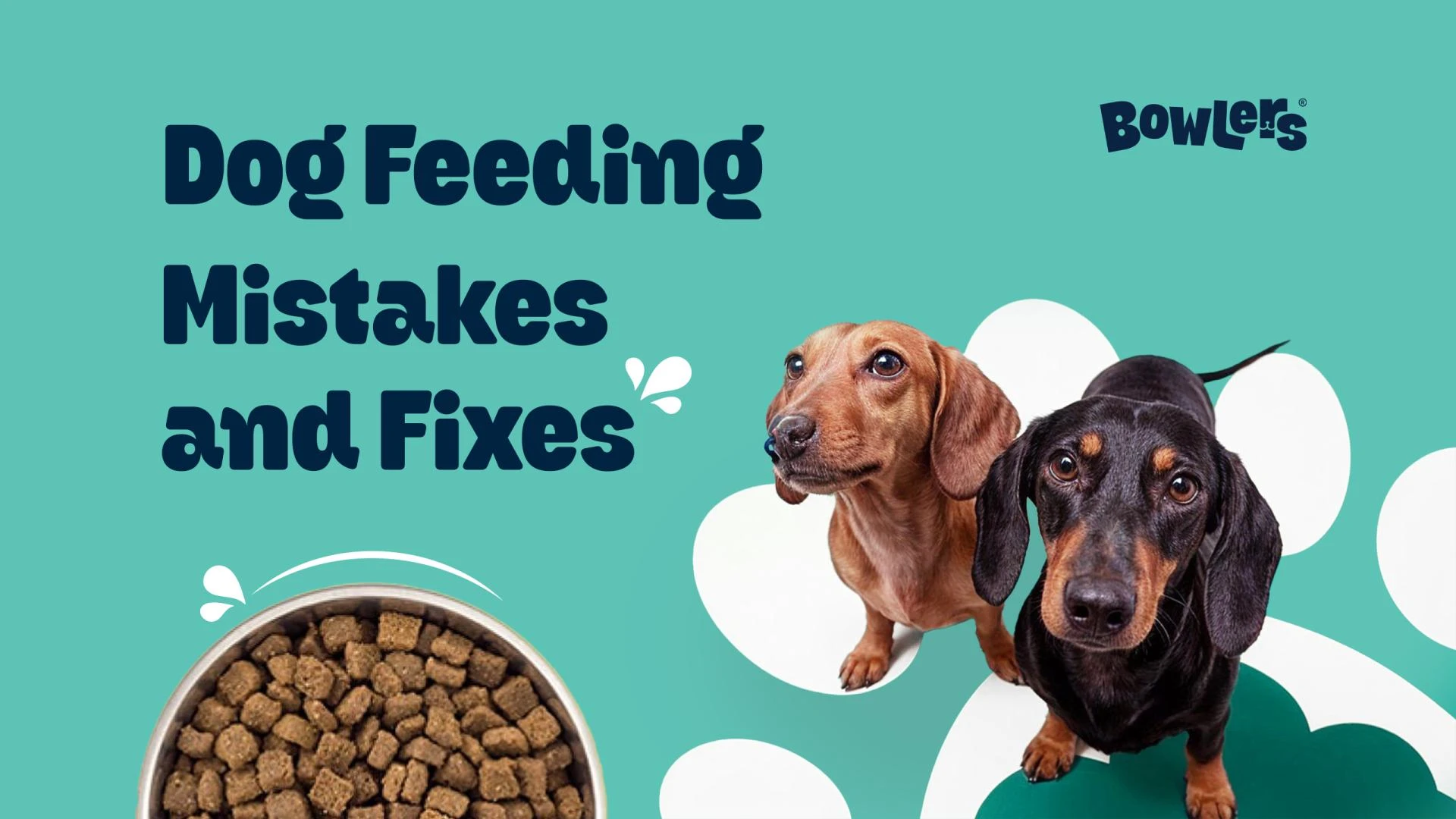 Common Dog Feeding Mistakes and How to Avoid Them