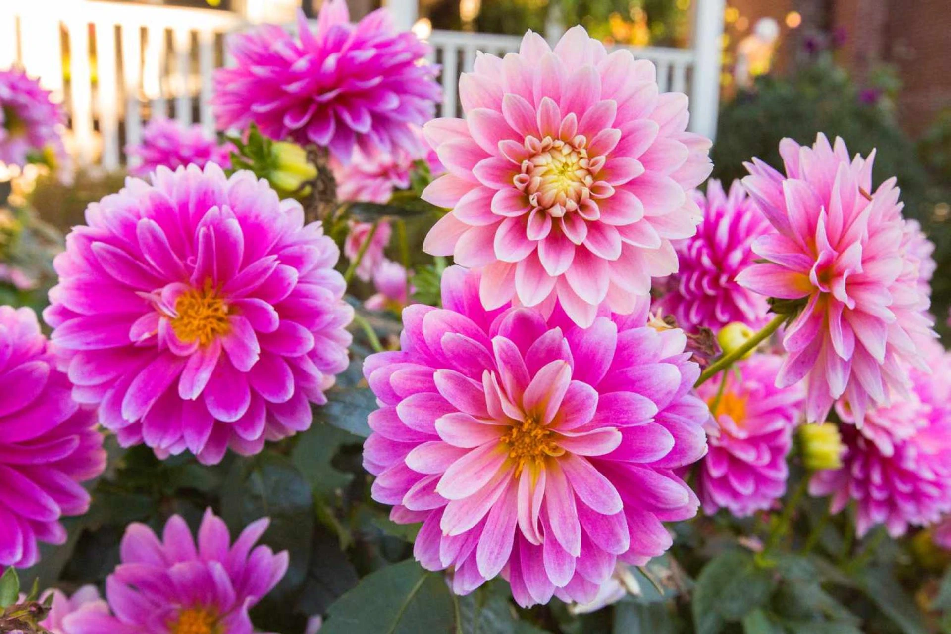 Finding the Best Quality Plants Near Me for Lasting Green Spaces