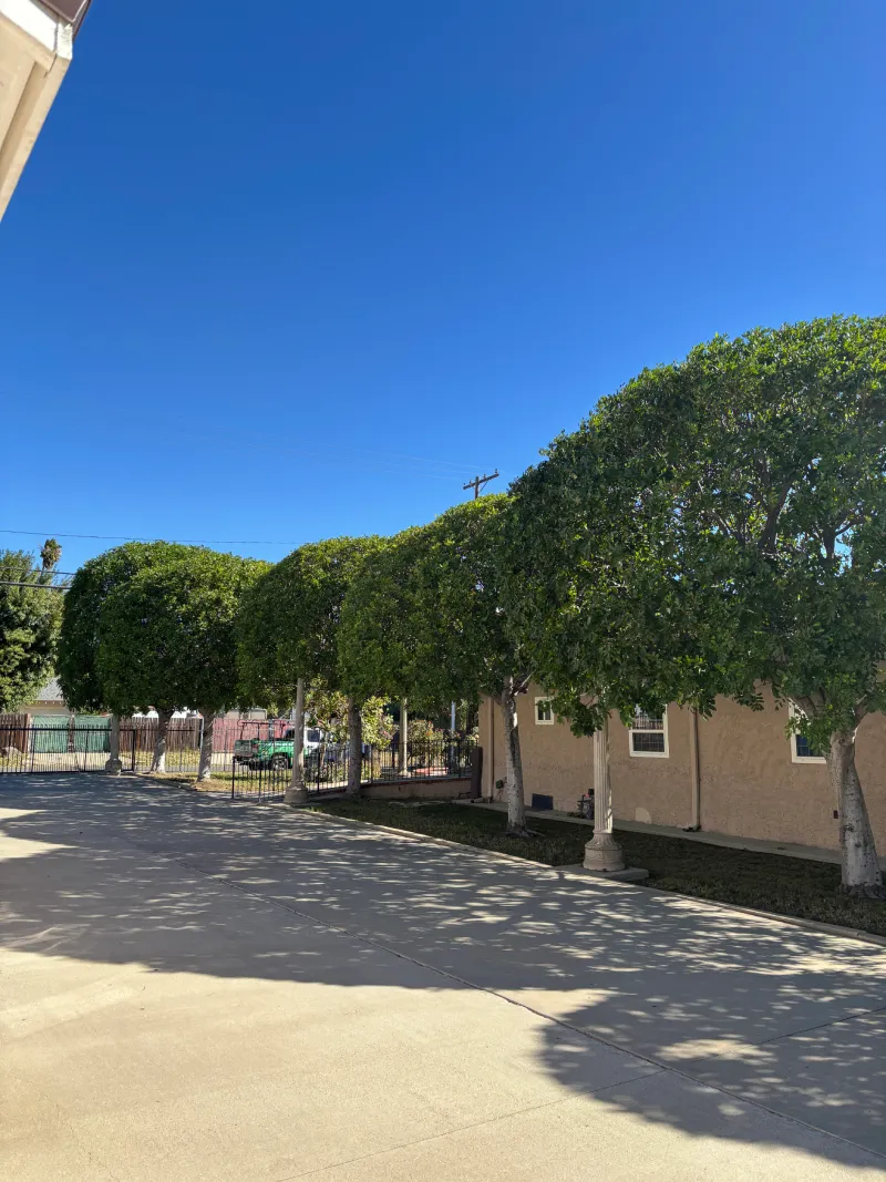 Year-Round Tree Care in Sylmar: Maintaining Healthy Trees in Southern California’s Climate 