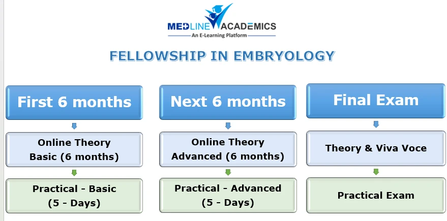 Embryology Obstetrics | Developmental Timeline of Human Embryo