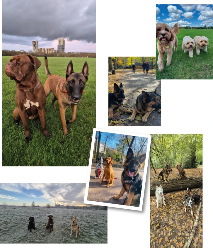 Professional Pet Care Services: Dog Walking and Boarding in Kensington & Hammersmith