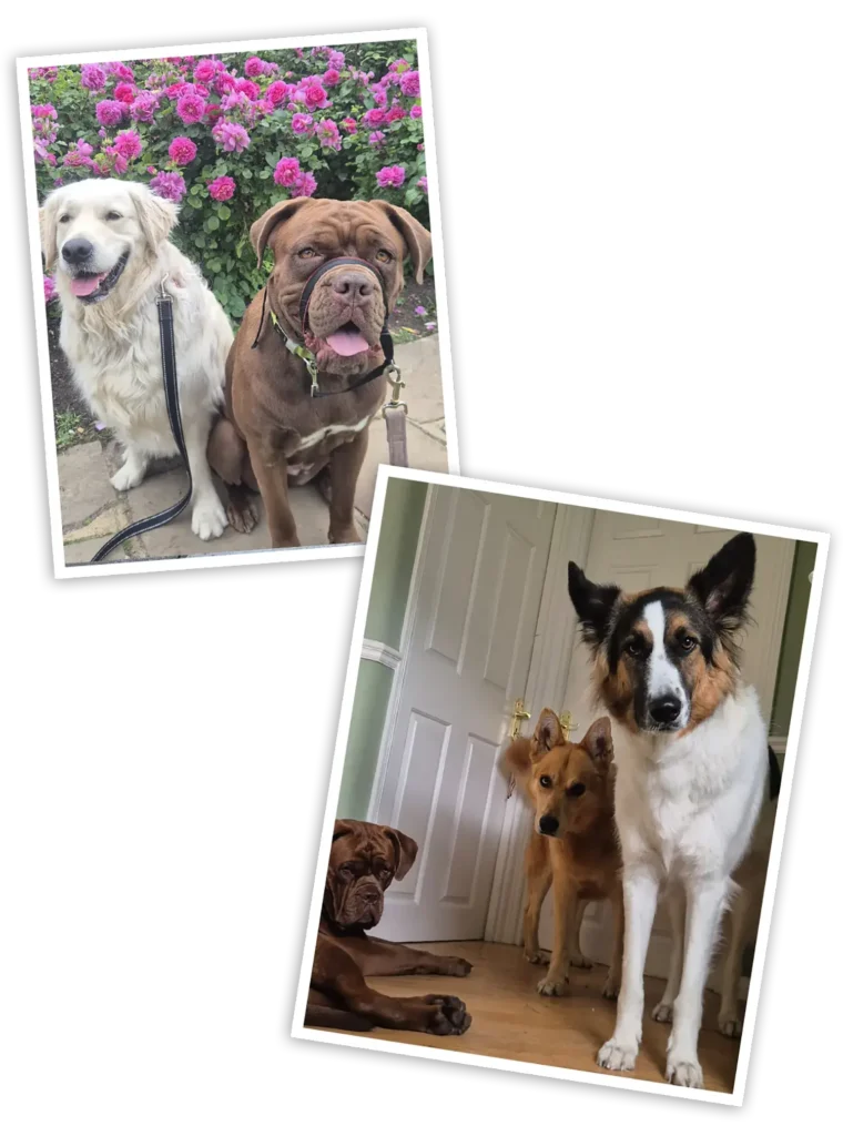 A Complete Guide to Day Dog Care and Doggy Day Care in London