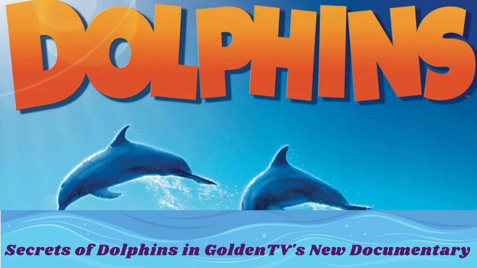 Secrets of Dolphins in GoldenTV's New Documentary
