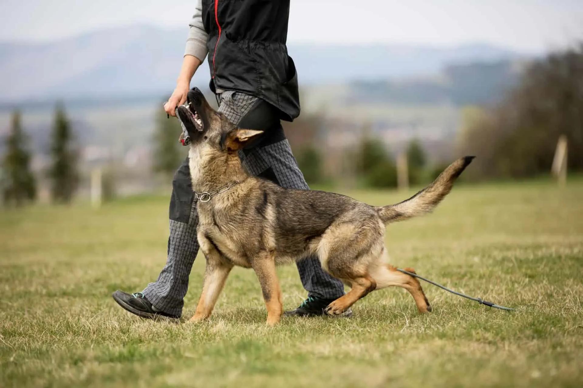 How to Train a German Shepherd Dog