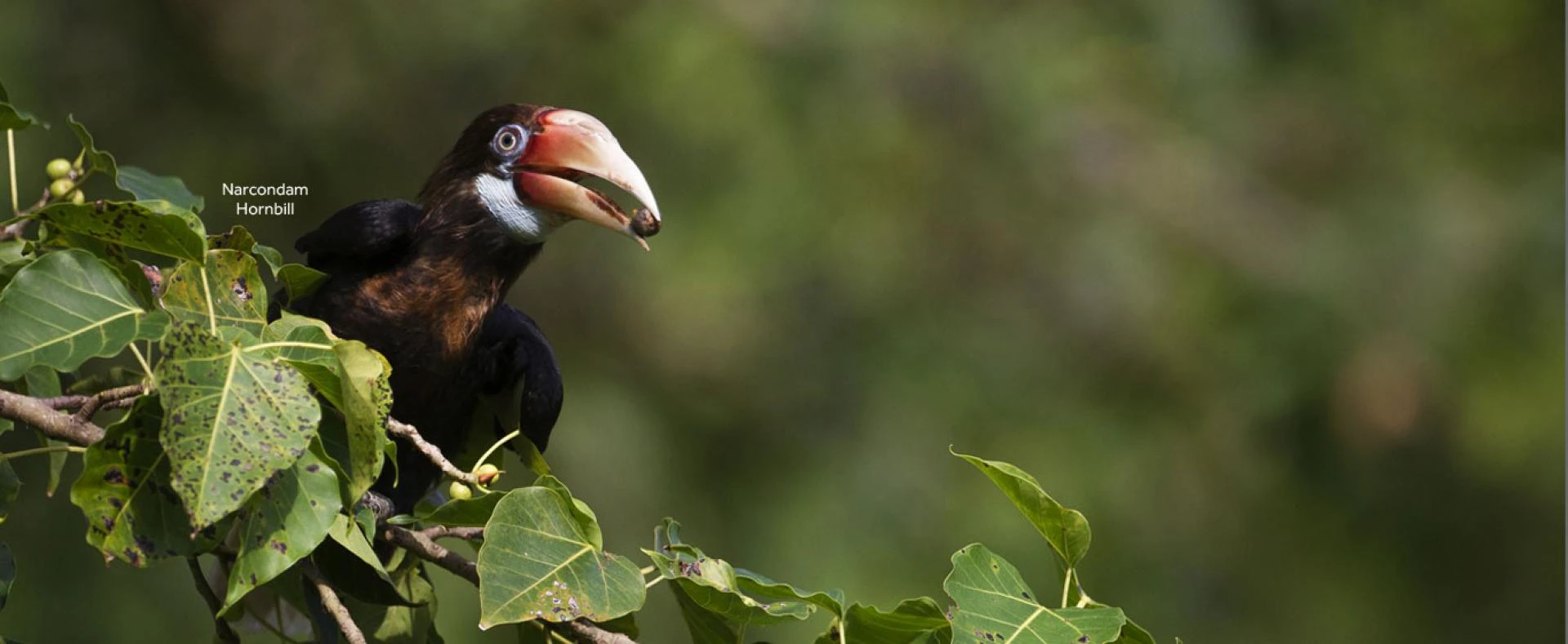 Blending Bird Watching and Cultural Tourism in India