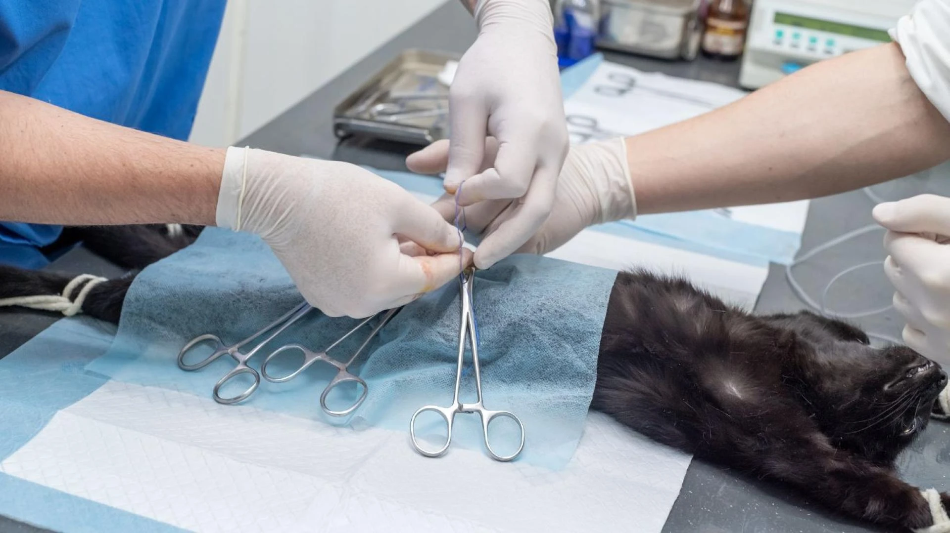 How Pet Spay and Neuter Supports a Healthier, Longer Life
