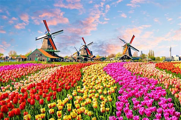 Job Opportunities in Netherlands for International Students: A Brief Overview