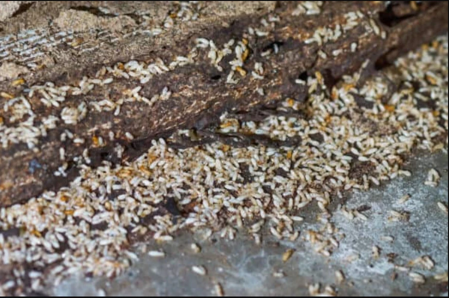 Why Are There So Many Termites in San Diego This Year?