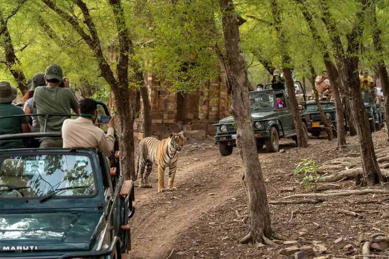 Best Wildlife Tiger Safari in India: Explore the Top National Parks