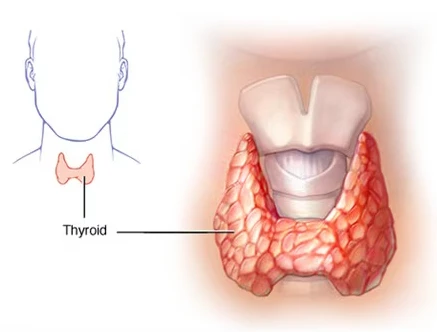 Complete Guide to Understanding the Role of a Thyroid Specialist Doctor