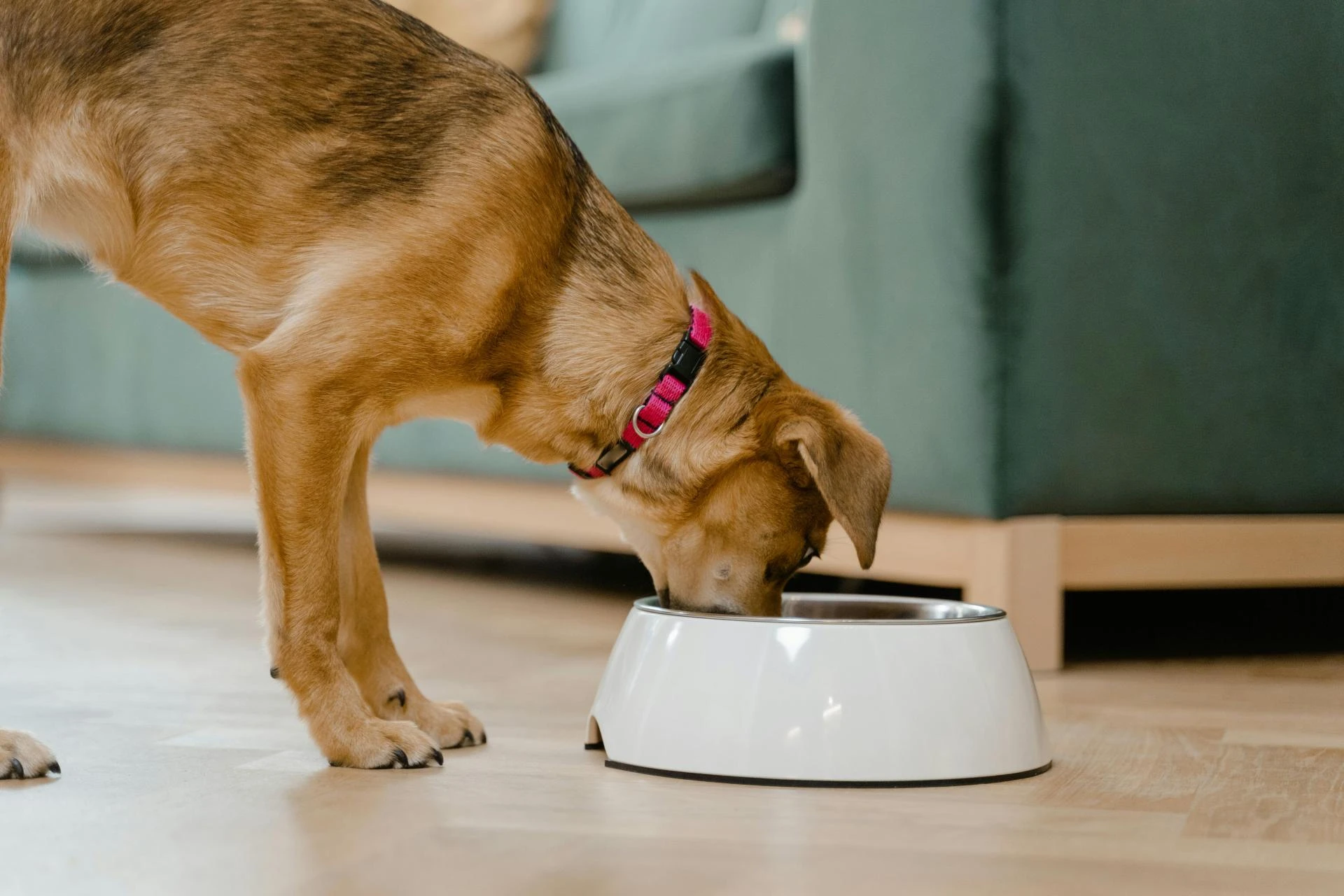 What Happens When You Neglect Nutritional Counselling in Pets?