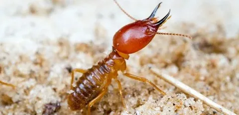 Termite Treatment and Pest Control in Lahore – Professional Solutions for Bedbugs and More