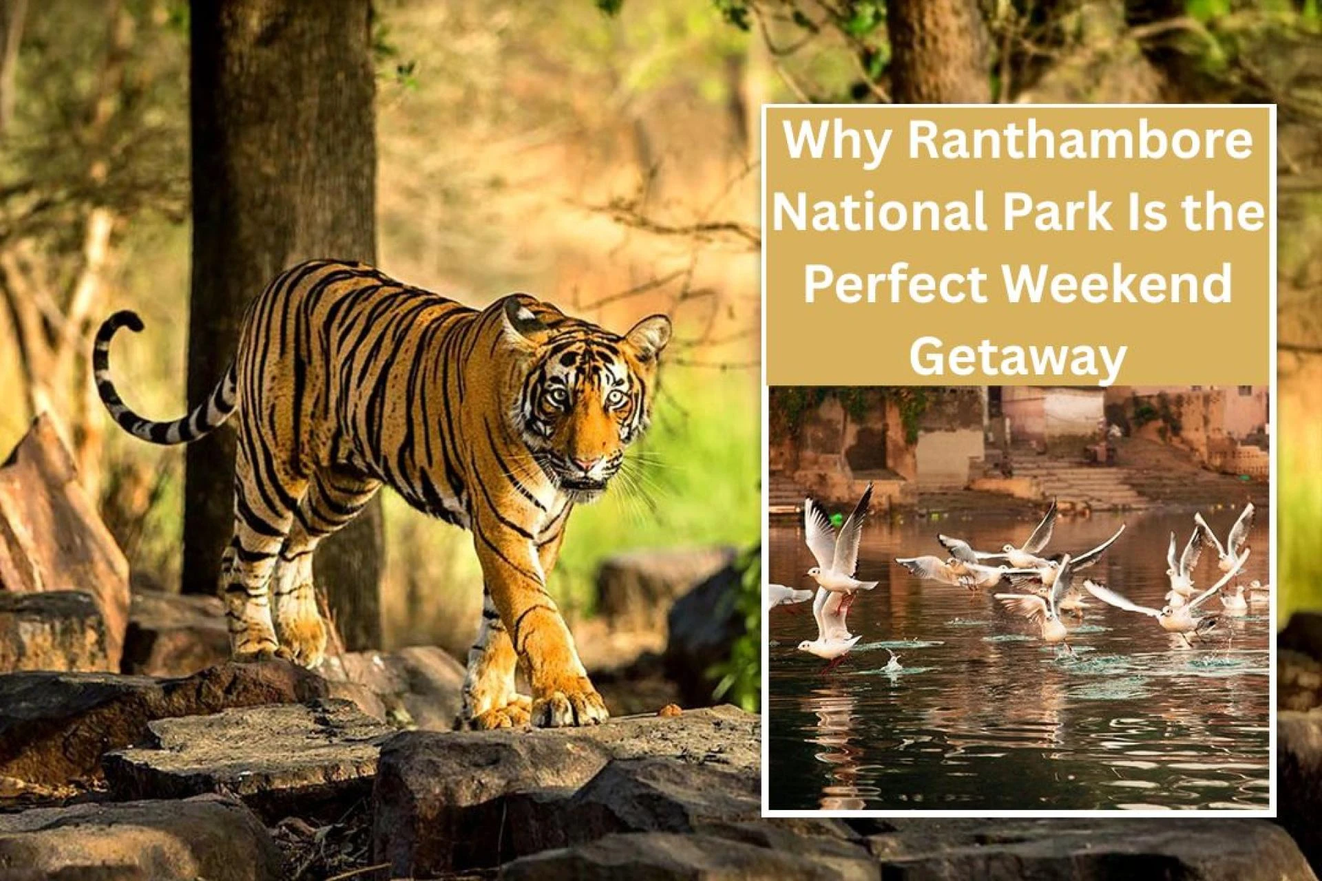 How Ranthambore National Park Is the Perfect Weekend Getaway