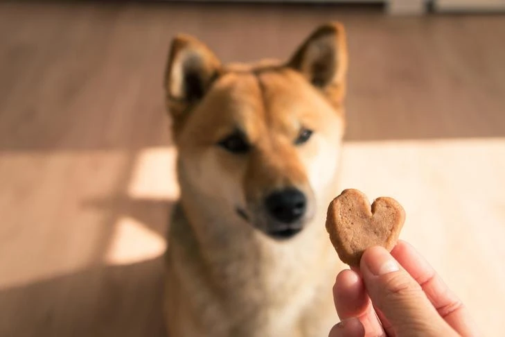 Large Quantity Dog Treats: Affordable, Convenient, and Healthy Options for Your Pet