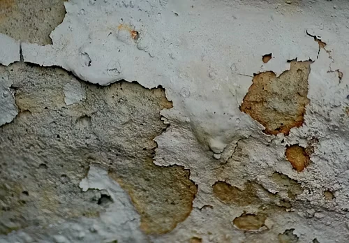 How to Reduce Mould in House Using Environmentally Friendly Methods