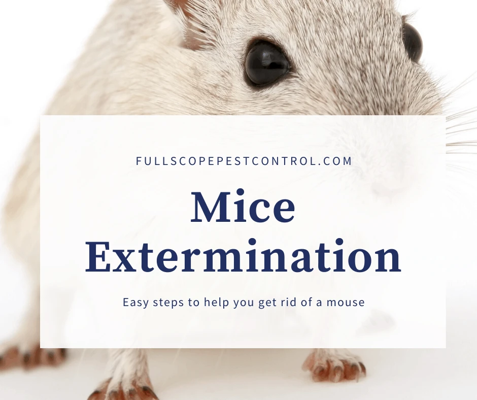 How a Mice Exterminator Brooklyn Turns Chaos into Comfort
