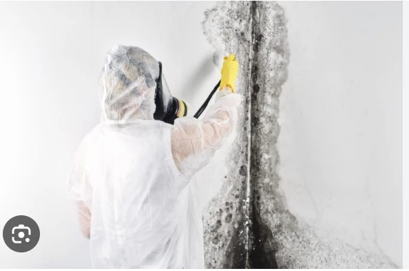Why Professional Mold Removal Prevents Recurring Problems