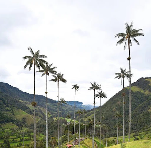 Camilo Encanto: Fun Facts About the Shape-Shifter of the Madrigal Family