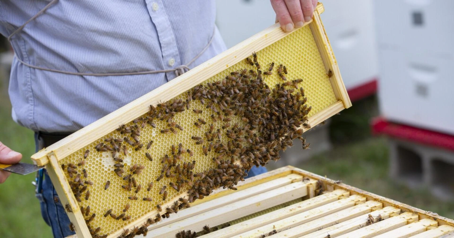 Professional Bees Services in Staten Island That Restore Comfort and Prevent Recurrence
