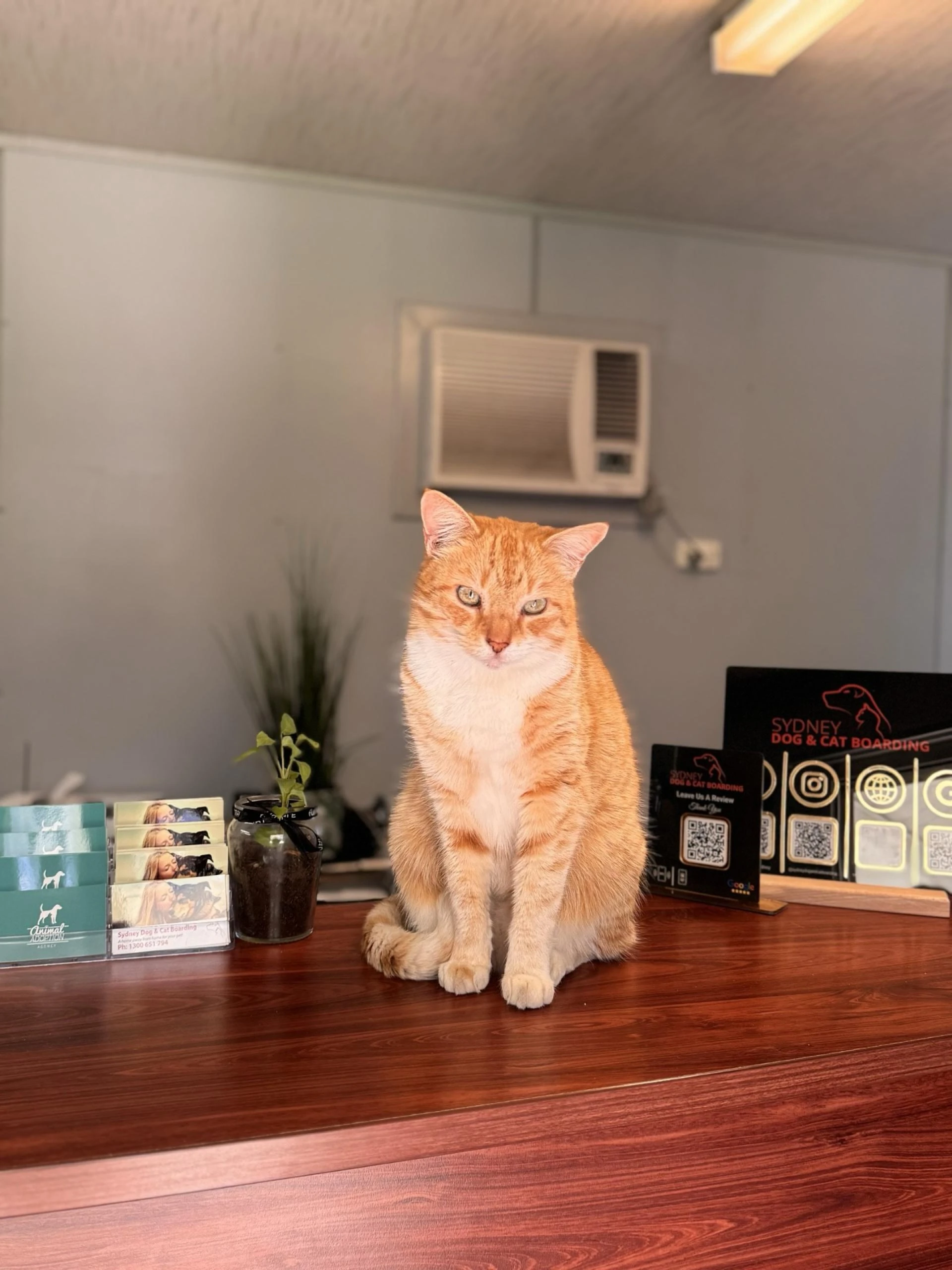 Pet Owners Need To Know About The Cat Kennels Safety Features 