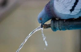 How CA Plumbing Point Inc Ensures Hassle-Free Sewer Line Replacement for Your Property