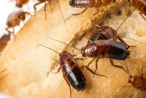 Cockroach Control in Lahore – Professional Cockroach Treatment by VenusPest