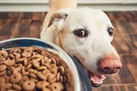 Pet Food Market Analysis Uncovers Growth in Niche Segments Like Vegan, Raw, and Insect-Based Pet Foods