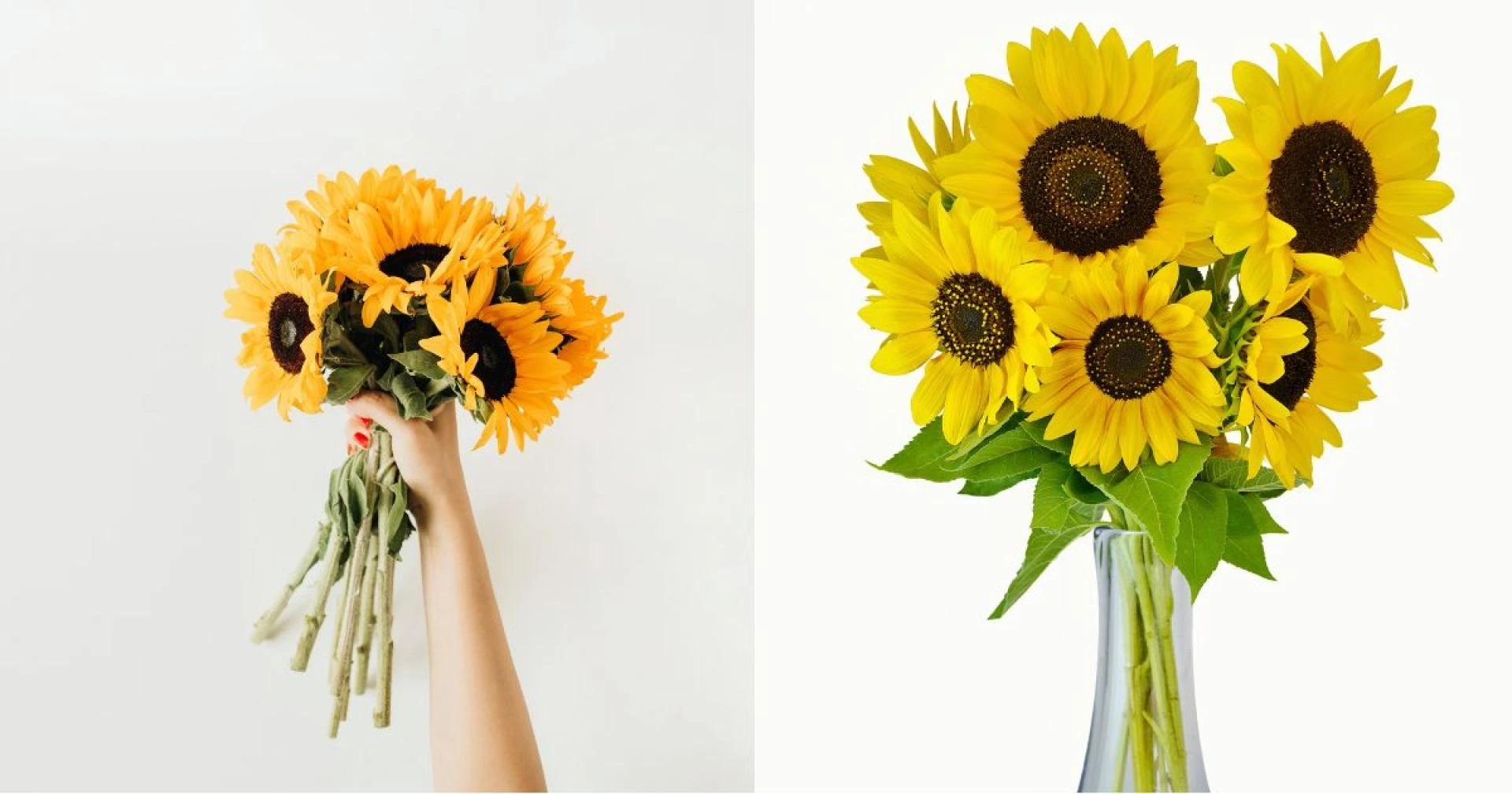 7 Reasons a Sunflower Bouquet Brightens Every Occasion