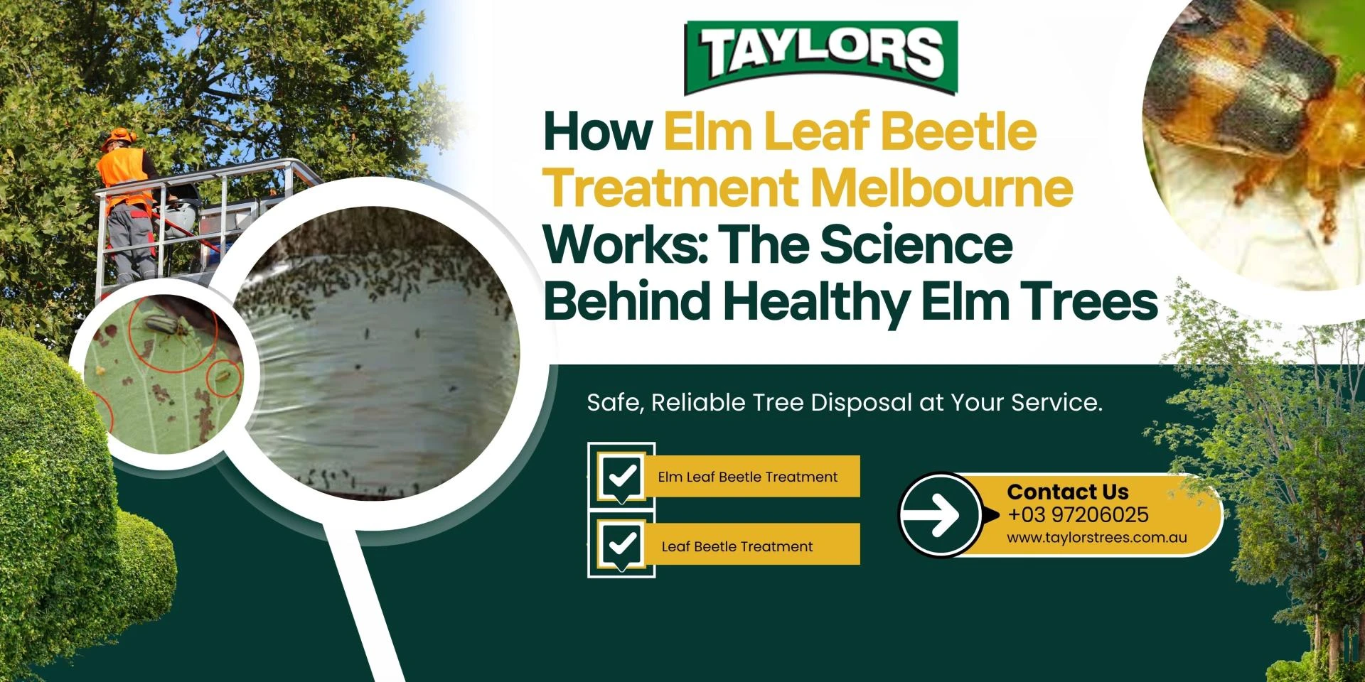 How Elm Leaf Beetle Treatment Melbourne Works: The Science Behind Healthy Elm Trees