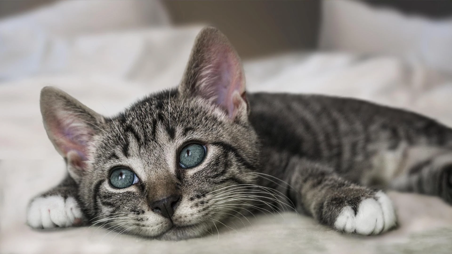 The Ultimate Guide to Choosing a Modern Cat Tree for Your Home