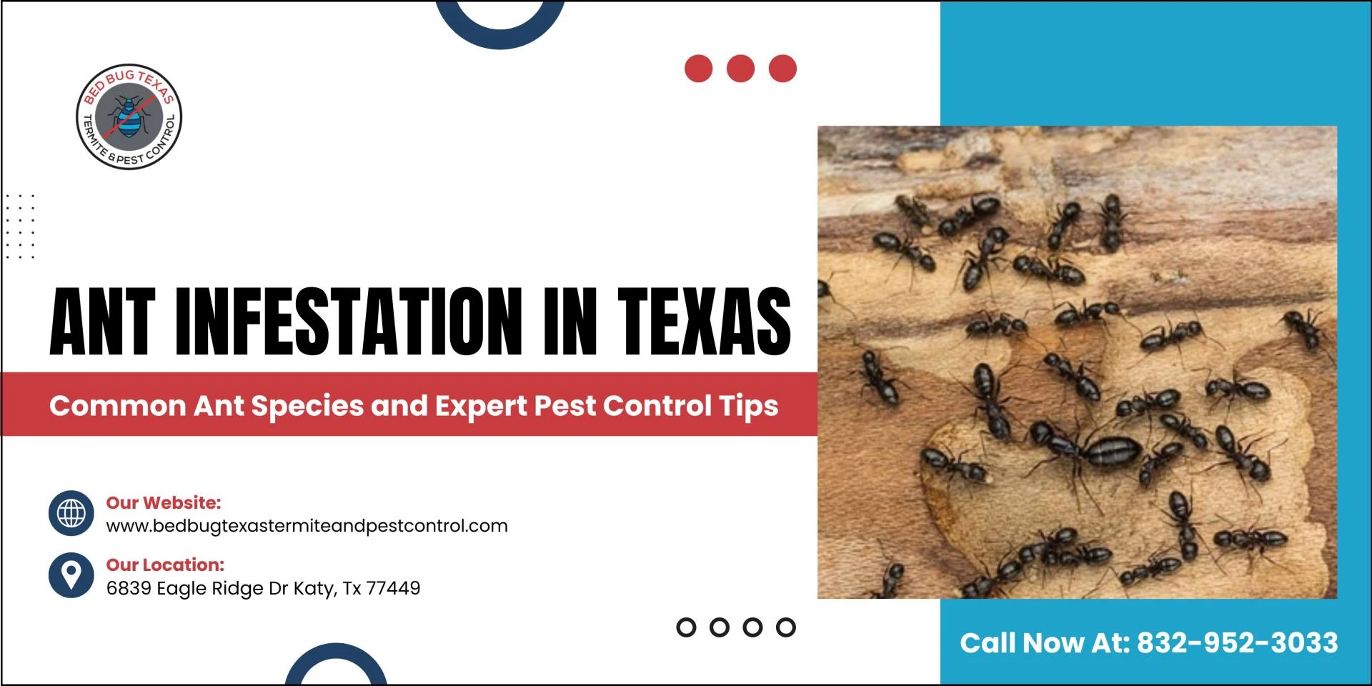 Ant Infestation in Texas: Common Ant Species and Expert Pest Control Tips