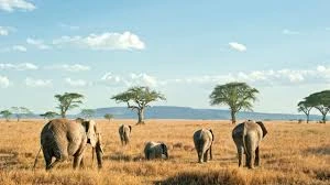 Discover Africa’s Wonders: From Kenya Safari Adventures to Zanzibar’s Coastal Magic
