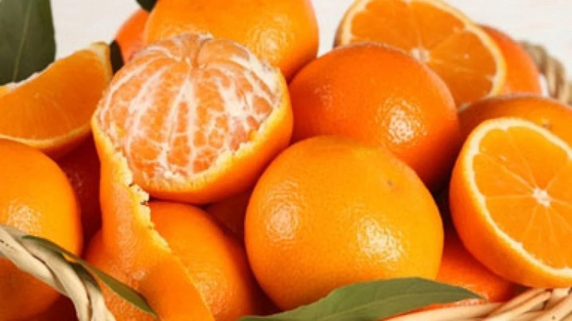 HMA Fresh: Pakistan’s Trusted Name in Premium Oranges and Mandarins Export