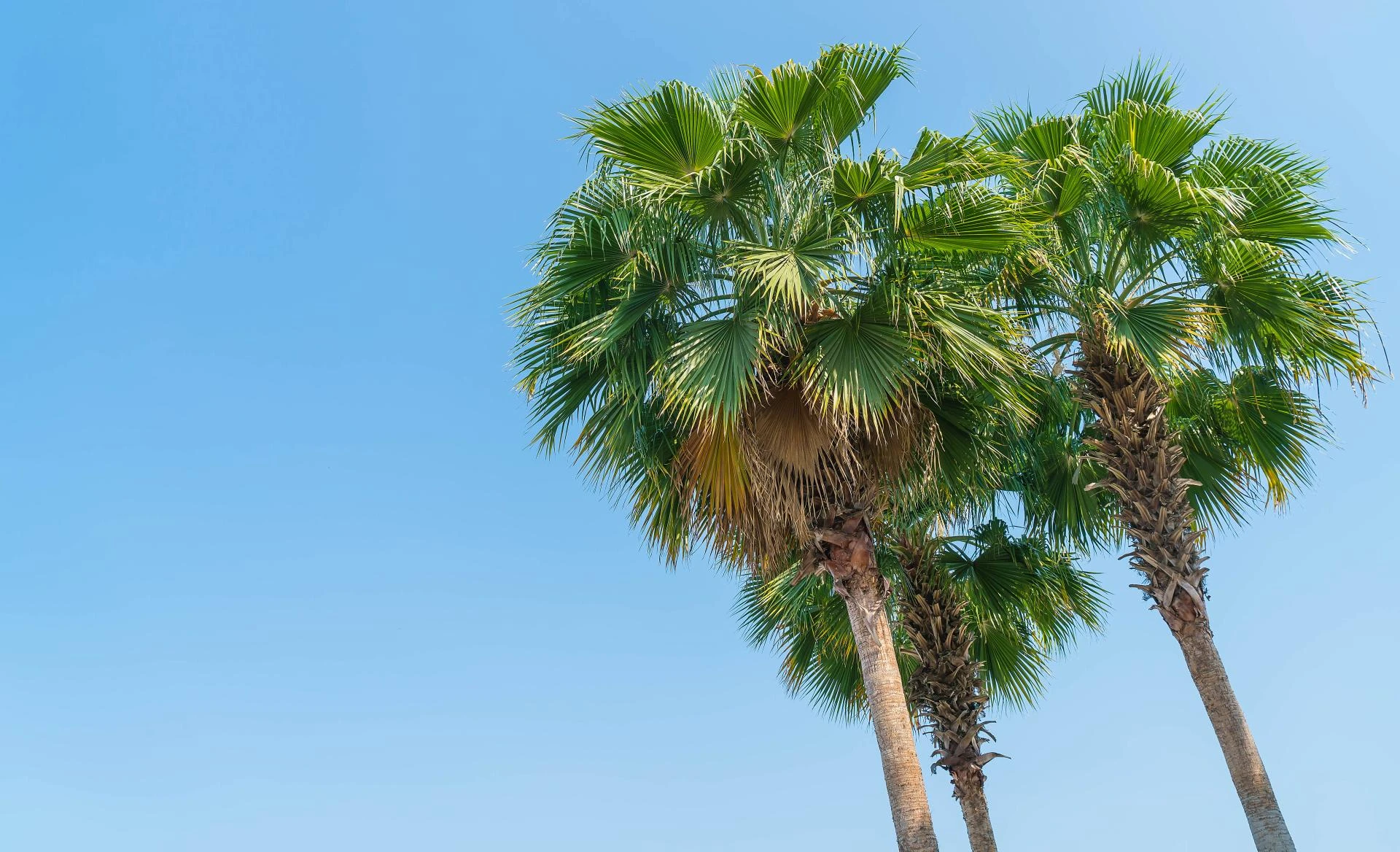 How Proper Palm Shaving Prevents Hazardous Branch Breakage in Your Yard?